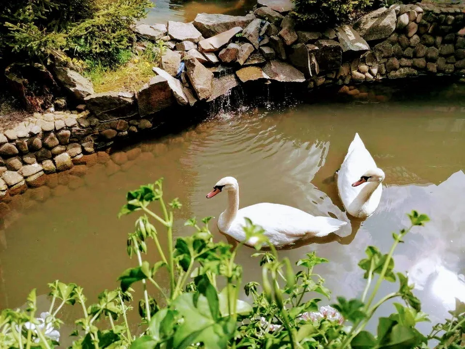 Білі лебеді у водоймі